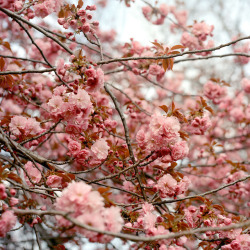 landscape-photo-graphy:  New York City Spring Covered In A Blanket