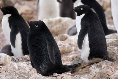 ayellowbirds:  animalvegetablemineral: Melanistic Adelie penguin