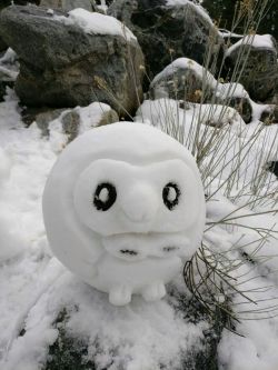 astral-veil:  thndrshck: My friend’s snow Rowlet. @well-done-pineapple