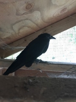 niteclaw:  Found an injured crow (couldn’t fly) at my local