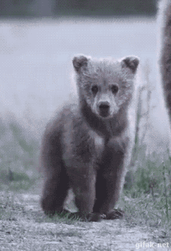 gifak-net:  video:   Bear Cub Wants Photographer to Come Over