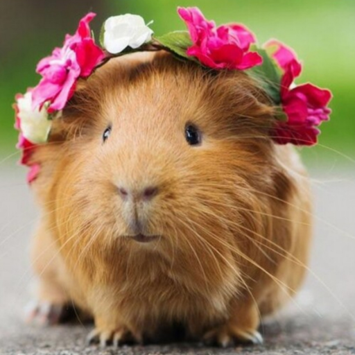 thetalkingguineapig:  ok this is really fucking cute but OMG