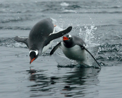 Race you to the beach (Gentoo penguins porpoising)