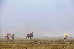Horses in the fog. (at Denver, Colorado)