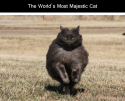 tastefullyoffensive:  Sygmond The Grey: The World’s Most Majestic