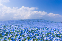 itscolossal:  A Sea of 4.5 Million Baby Blue Eye Flowers in Japan’s