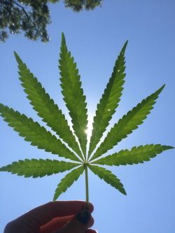 greendudeworld