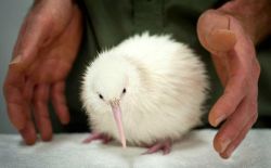 sixpenceee:Manukura is a white kiwi bird, the only known white