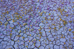 asylum-art:  Spectacular colourÂ  into this arid Utah desert by Guy Tal &ldquo;Every few years, for a few fleeting days, when conditions are just right, these otherwise arid lands burst into color with carpets of Scorpionweed and Beeplant.&rdquo; - Utahâ€