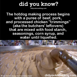 did-you-kno:  The hotdog making process begins with a puree of