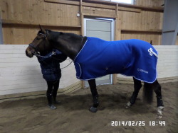swedishdressage:  Got this fabulous wool rug from my saddle fitter