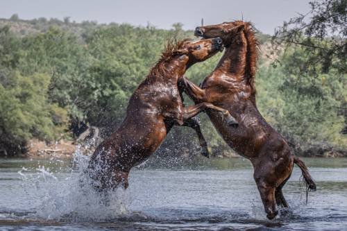 blondebrainpower:Wild horses in a river.Photographed by Susan
