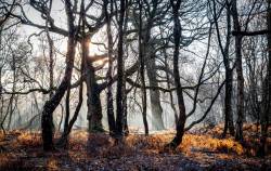 stunningpicture:  An winter morning on Brocton Coppice in Staffordshire