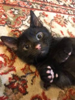 catsbeaversandducks:  What’s even cuter than a black cat with