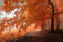 lori-rocks:  Autumnal path (by Janek Sedlar) 