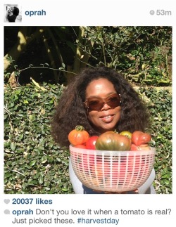 clanked:  what kind of fake tomatoes has oprah faced 
