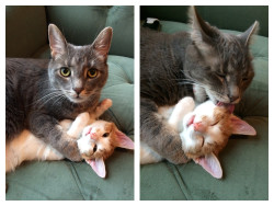 awwww-cute:  My older cat got sick of my kitten trying to play