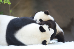 giantpandaphotos:  Bai Yun and her son Xiao Liwu play in the