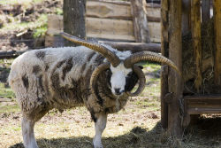 cool-critters:  Jacob sheep (Ovis aries = sheep)The Jacob sheep