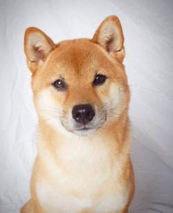 shiba-natsu:  i really enjoy photoshoots, I may be a pain in