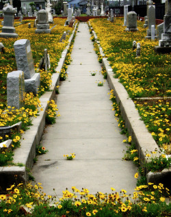 fatalistpalmistry:  Benign Neglect, Evergreen Cemetery, Galveston,