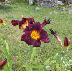 ruinedlily: These flowers look like supervillains 