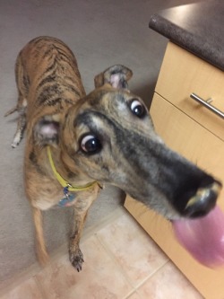 43mrspolamalu43:  Greyhounds are so graceful and elegant. 