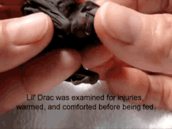 gifsboom:  Video:  Cute Baby Bat  <3 <3 <3