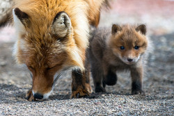 llbwwb:  Todays Cuteness :)  (via 500px / Untitled by Ivan Kislov)