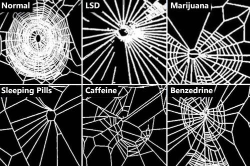 sixpenceee:   In  1995, NASA gave spiders drugs to see how it