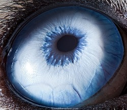 give-a-fuck-about-nature:Eyes of the animal kingdom.
