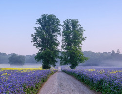 nevergetusedtoit:  Summer Mood - Alcester, Warwickshire, England