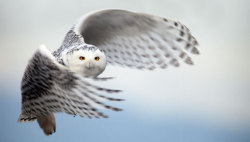 mothernaturenetwork:  Mysterious snowy-owl migration one of biggest