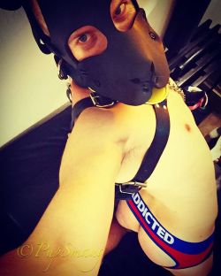 pupsmaug:  🐾Aroooo it’s my puppy butt! *wags*🐾 #addictedunderwear