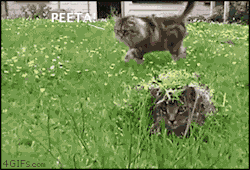 intermedios:  Los Juegos del Hambre… versión gatos 