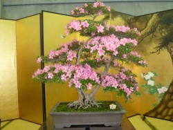 fujiwara57:  Bonsai 盆栽. 
