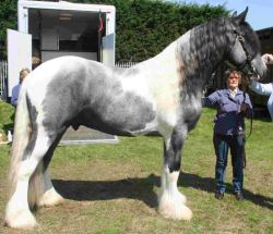scarlettjane22:    Drum Horse Stallion HAYFIELD TROOPING THE