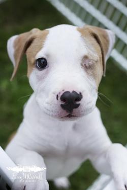 awwww-cute:  Meet Petunia (Source: http://ift.tt/1eYn0uB)  