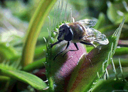 biomorphosis:  Venus Flytrap catches and consumes insects and