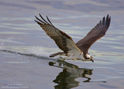 fairy-wren:  An Osprey cleaning his talons after a meal (photo