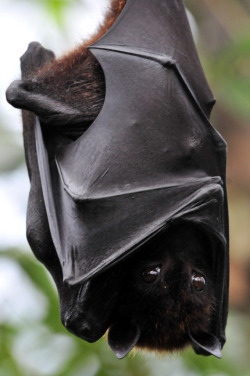 funkysafari:  Flying Fox by Michael.Doering  Want!