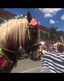 #feriadeflores2017 #desfiledelossilleteros #medellin