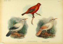 heaveninawildflower:  Plate of extinct birds taken from ‘Extinct