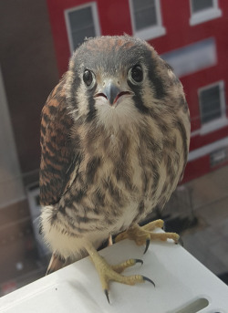 awwww-cute:  Baby hawk woke me up this morning (Source: http://ift.tt/1L6gK0I)