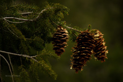 brunomax-photography: I don’t know why, but I like pine cones.