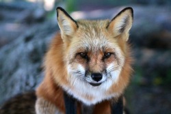 wolfparkinterns:  “Vulpes, the largest genus of foxes, is the