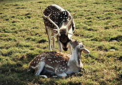 vintagegal: John Scofield- Spotted Deer, Kathmandu, Nepal,