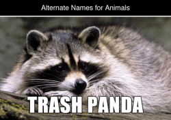 tastefullyoffensive:  Alternate Names for Animals (photos via