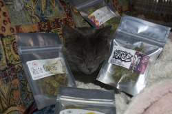 kushcaptaiin:  Sleepy kitty & some kush.