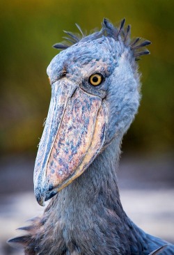 earth-song:  “Shoebill” by Will Burrard-Lucas This prehistoric-looking